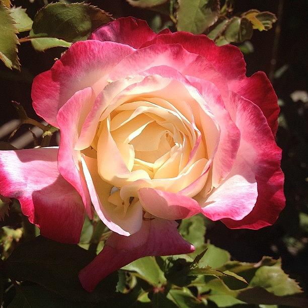Rose Photograph - #nofilter #rose In #bloom #blooming by Emily Sheridan