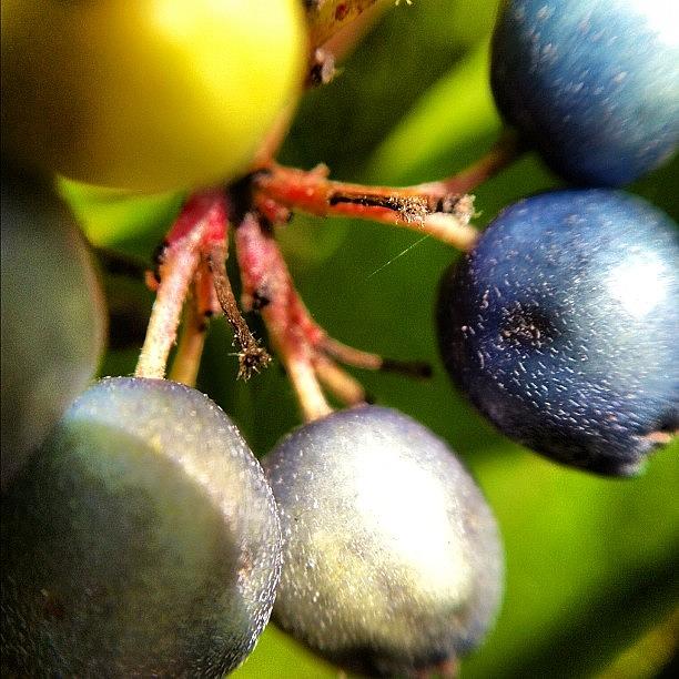 Summer Photograph - #nofilters Poisonous Blueberries by Tyler Dillman