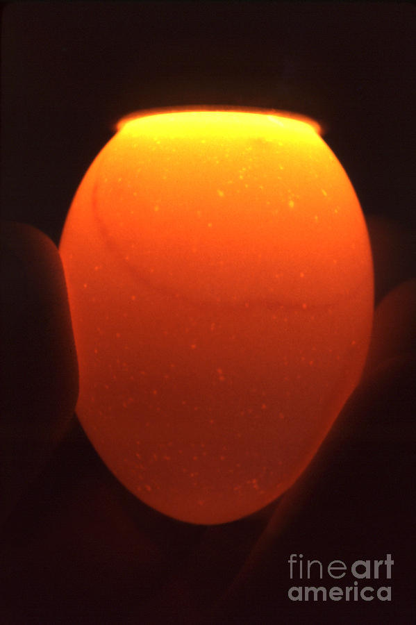 Non-viable Quitter Egg Photograph by Science Source - Pixels