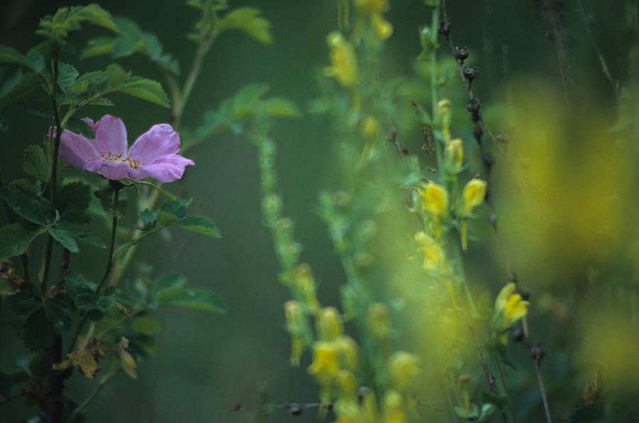 Nootka Rose And Yellow Toadflax Photograph