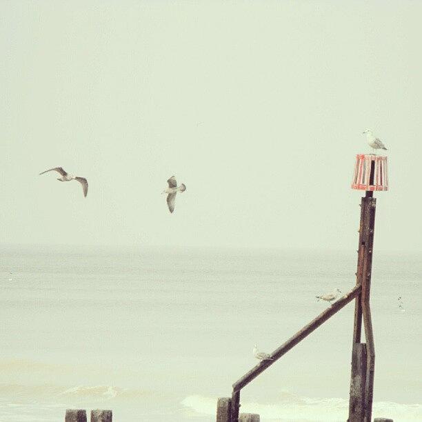 Bird Photograph - #norfolk #seagulls... #latergram #birds by Linandara Linandara