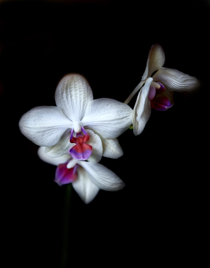 Normas Orchid Photograph by Cecil Fuselier