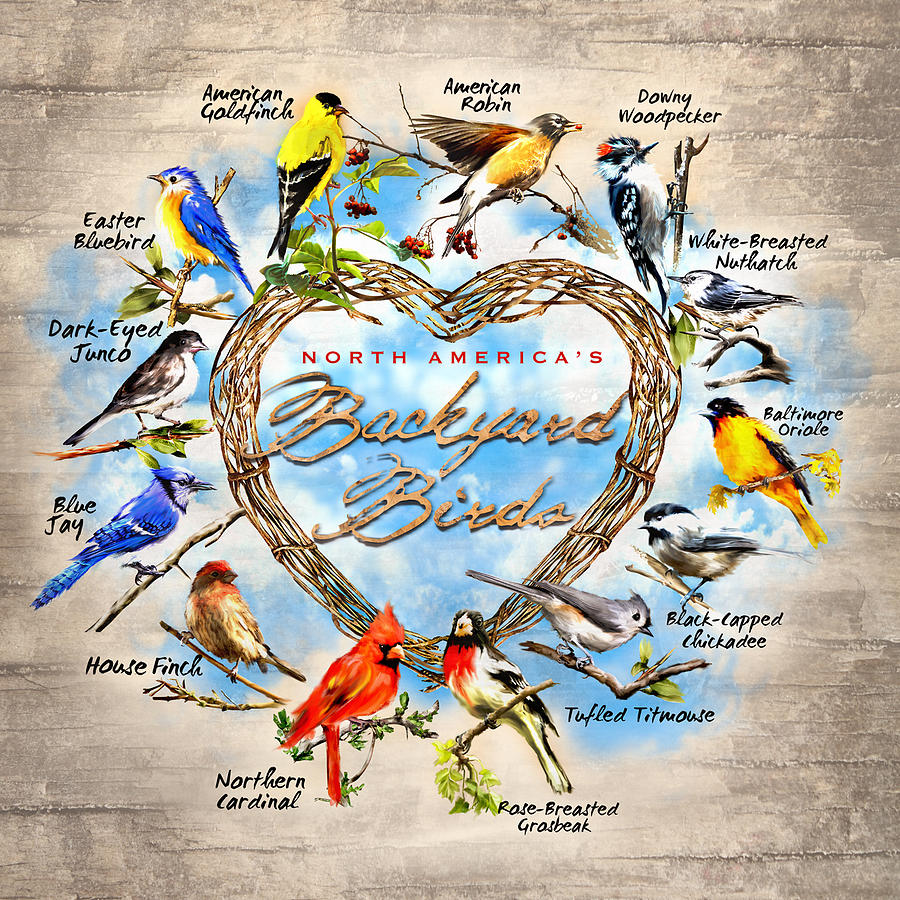 Blue Jay Digital Art - North America Backyard Birds by Tony Regueiro