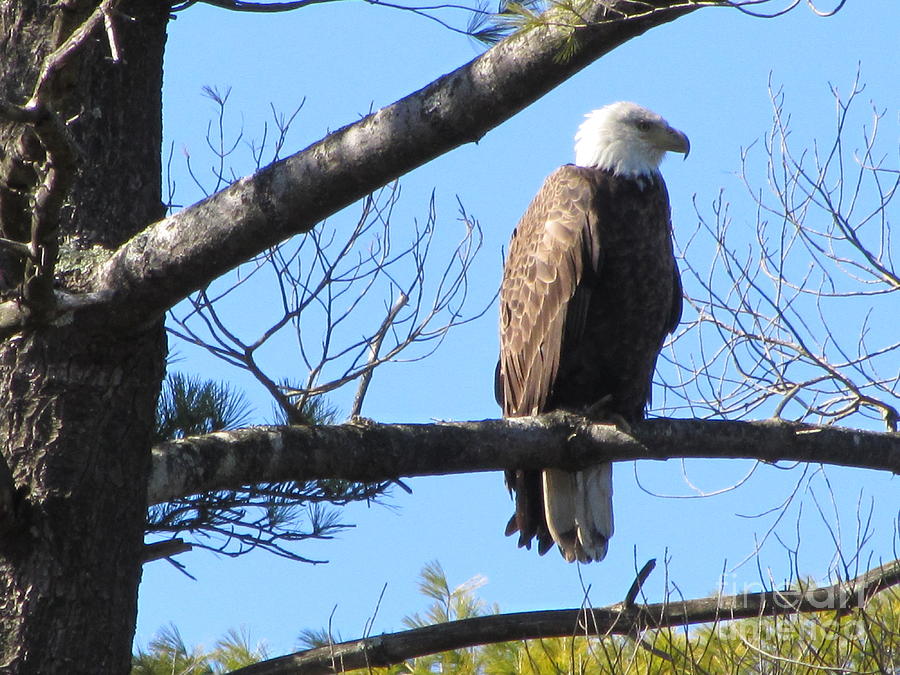North American Bald Eagle Photograph by Susan Carella