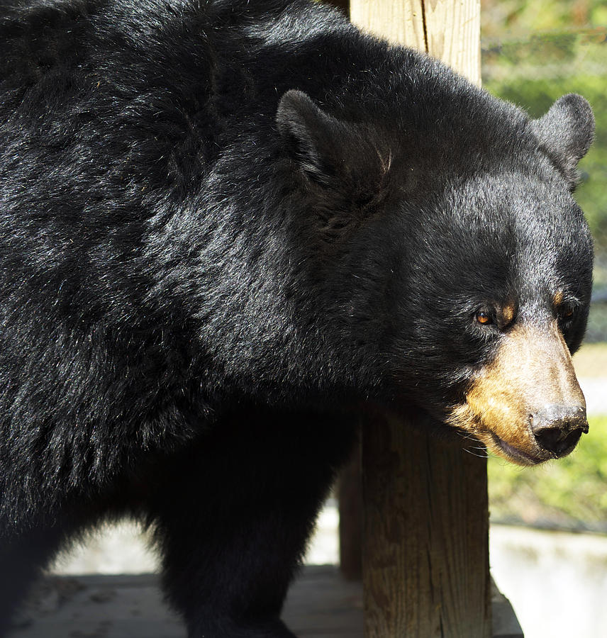 Wildlife Photograph - North American Black Bear by Elaine Mikkelstrup