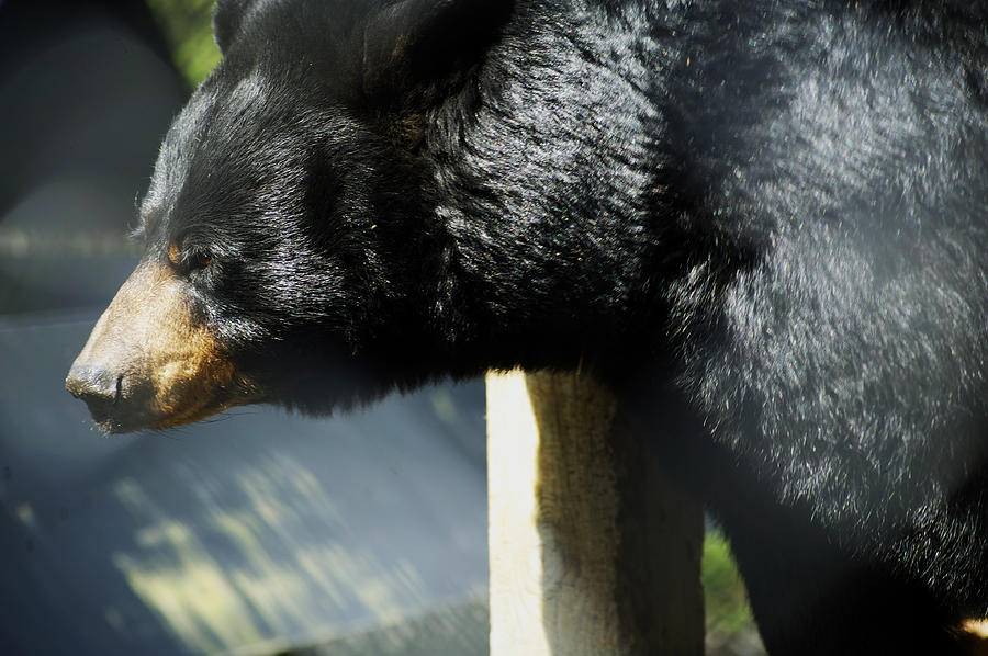 Wildlife Photograph - North American Black Bear Profile by Elaine Mikkelstrup