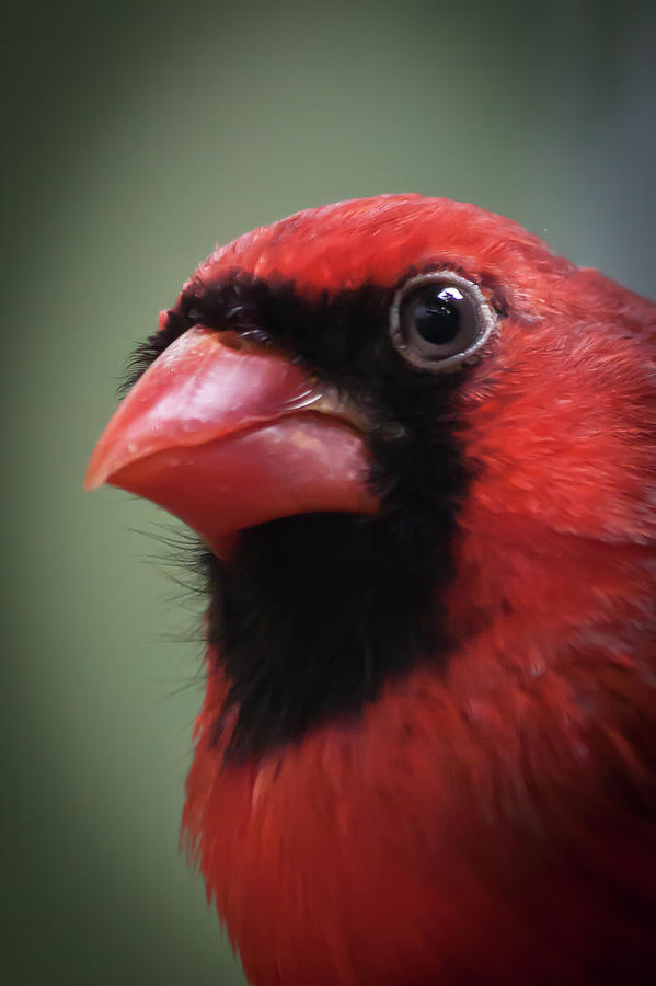 North American Cardinal Photograph by James Woody