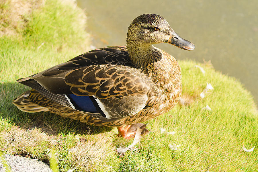 North American Hybrid Duck Photograph