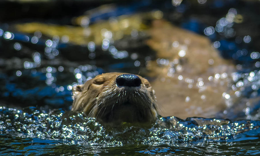 North American River Otter Photograph By Brian Stevens Pixels   North American River Otter Brian Stevens 