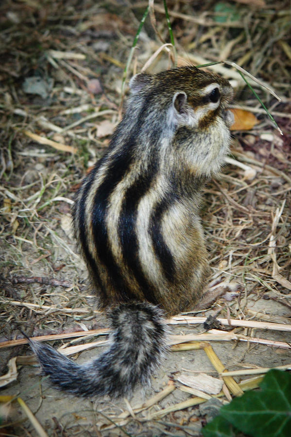 North American Striped Squirrel Photograph by Ivica Vulelija