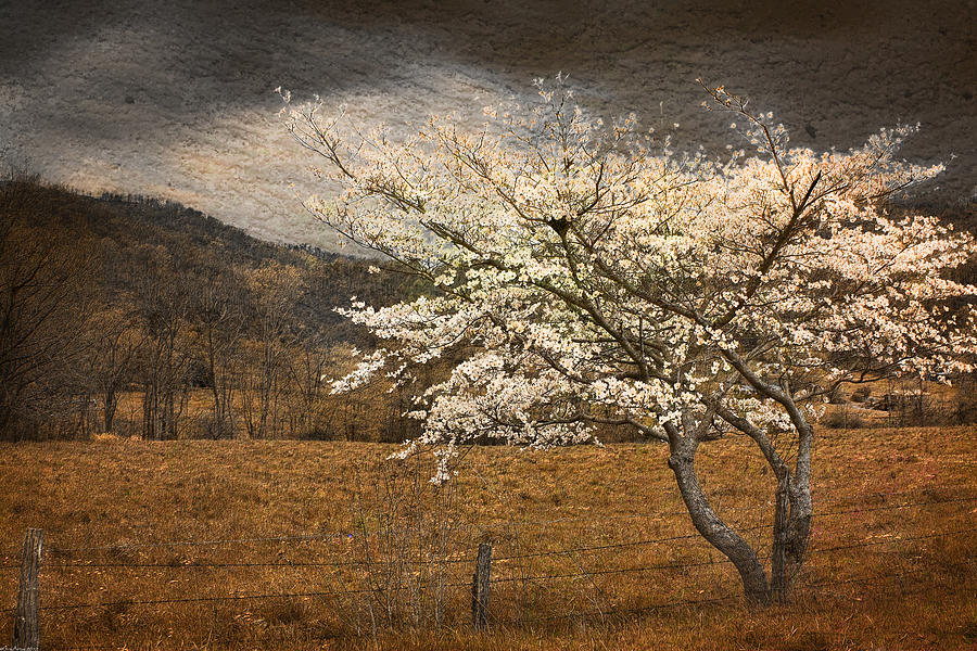 North Carolina Dogwood in Spring Photograph by Gray  Artus