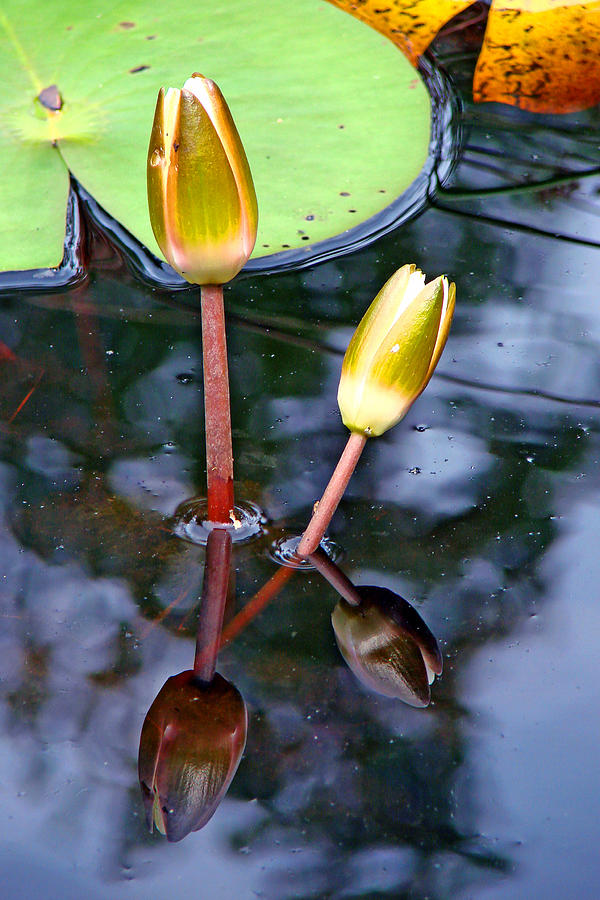 North Carolina lilies I Photograph by Diana Douglass
