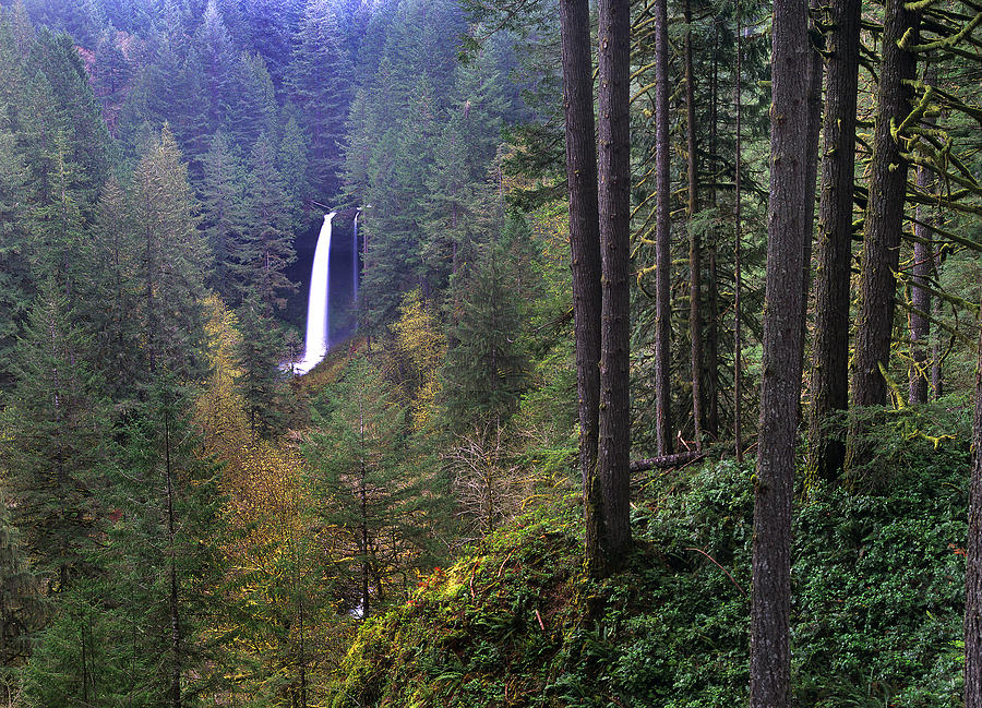 North Falls Silver Falls State Park Photograph by Tim Fitzharris