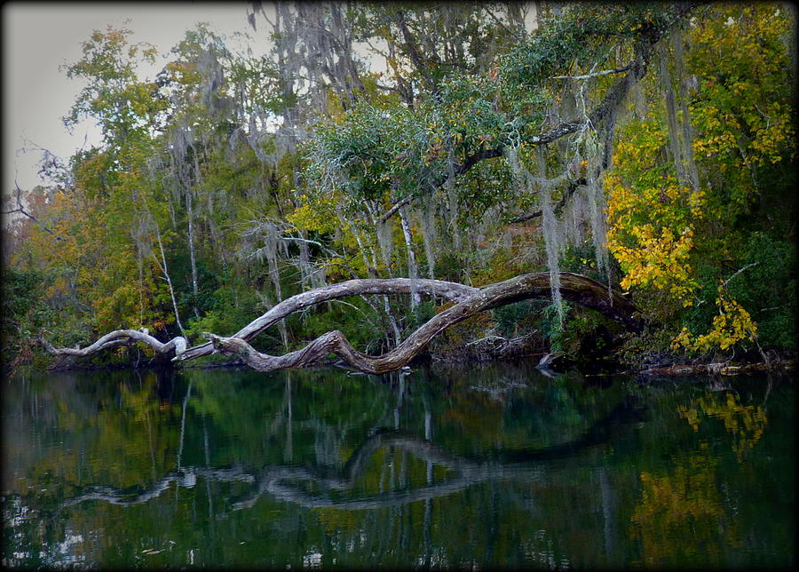 North Florida River Reflections Photograph by Carla Parris