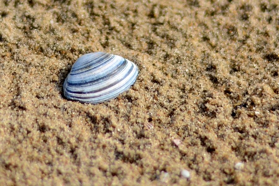 North Sea Shell Photograph by Catherine Murton