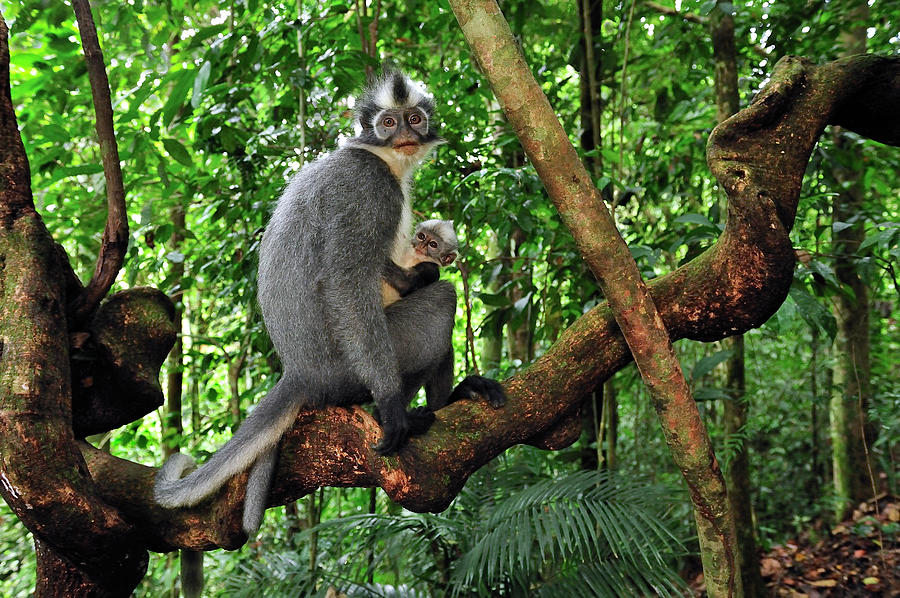 North Sumatran Leaf Monkey Presbytis Photograph by Thomas Marent