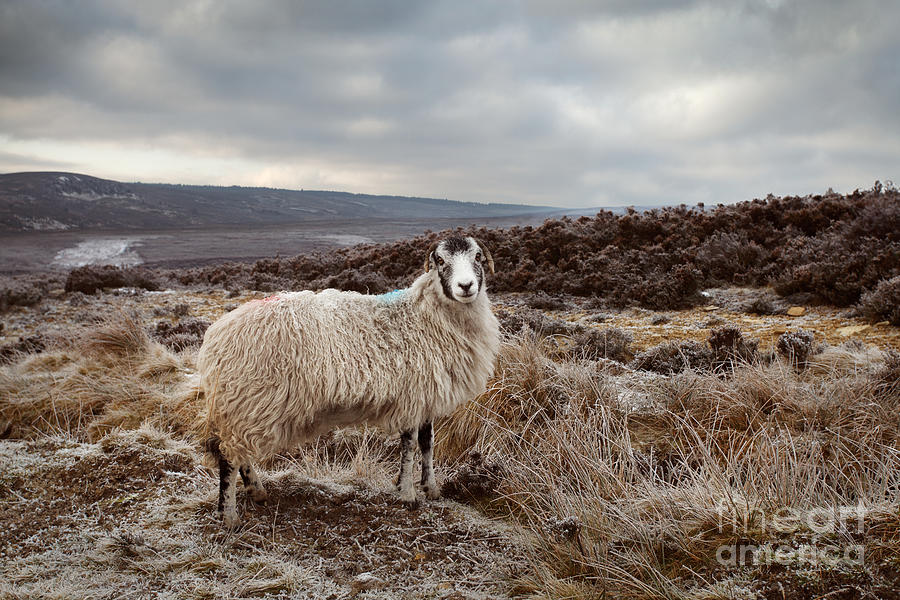 North York Moors Sheep Photograph by Martin Williams