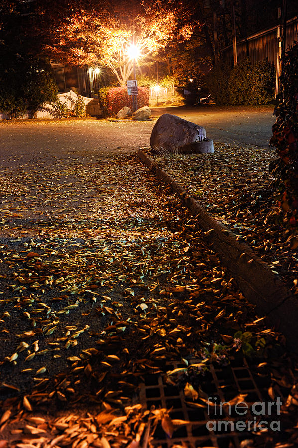 Northamptons autumn leaves at night Photograph by HD Connelly