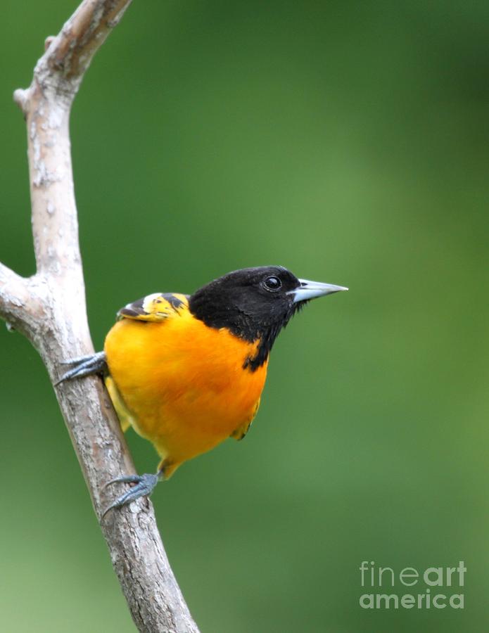Northern Baltimore Oriole Photograph by Jack R Brock