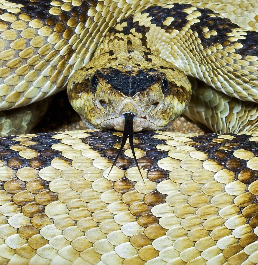 Animal Photograph - Northern Black-tailed Rattlesnake by Jack Goldfarb