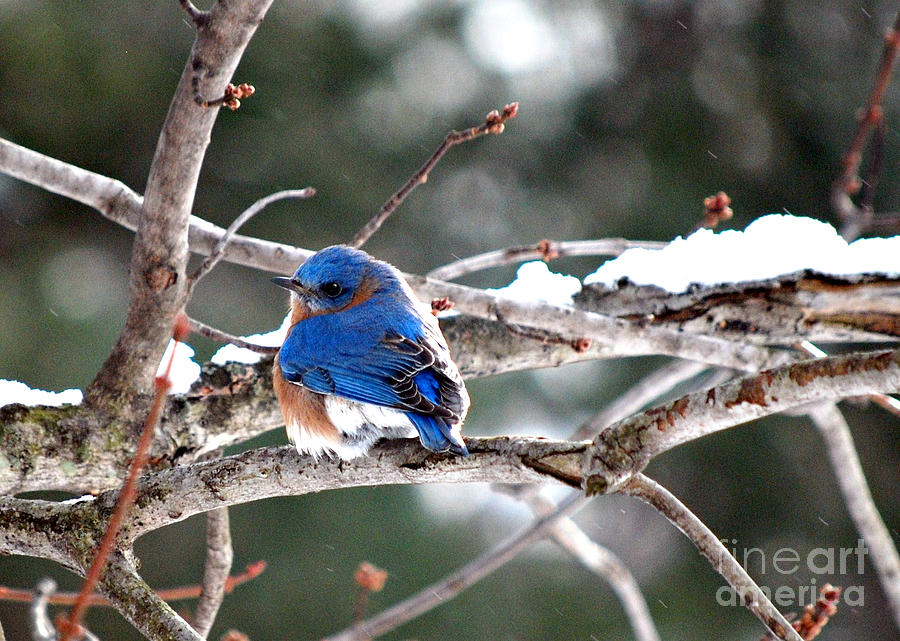 Northern Bluebird Photograph by Lila Fisher-Wenzel