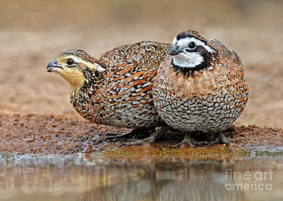 Northern Bobwhite Pair Photograph by Dave Mills