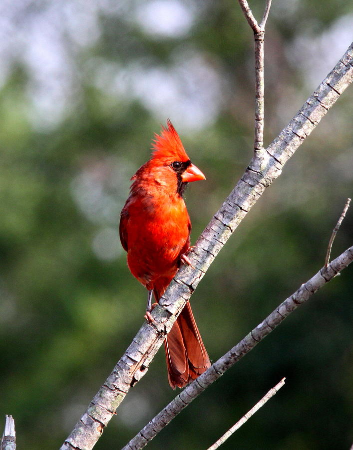 Northern Cardinal - Bird - The Scout Photograph by Travis Truelove