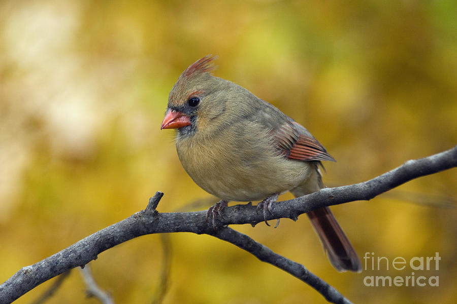 Cardinal Photograph - Northern Cardinal Female - D007849-1 by Daniel Dempster