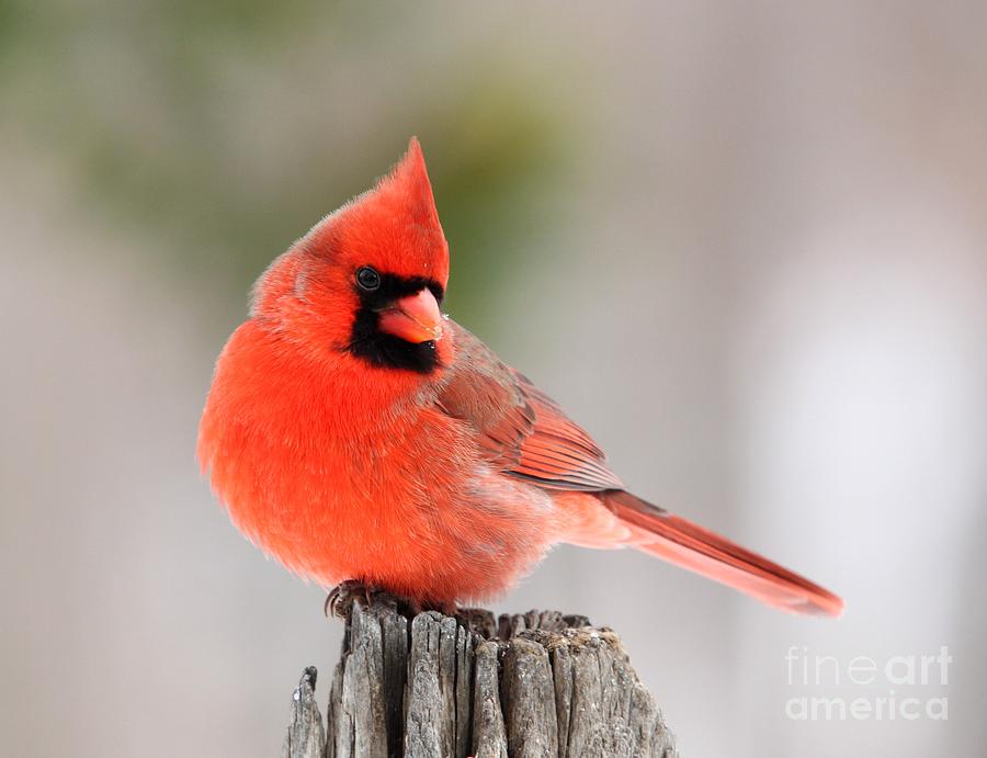 Northern Cardinal Photograph by Jack R Brock