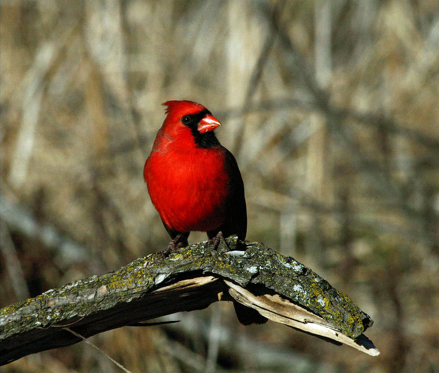 Northern Cardinal Photograph by Larry Parker