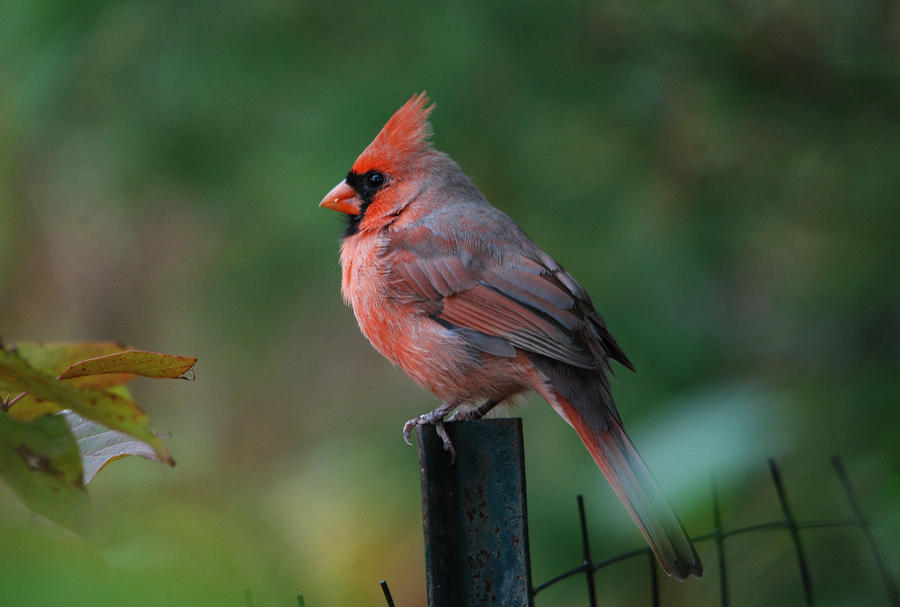 Northern Cardinal Photograph by Perry Van Munster
