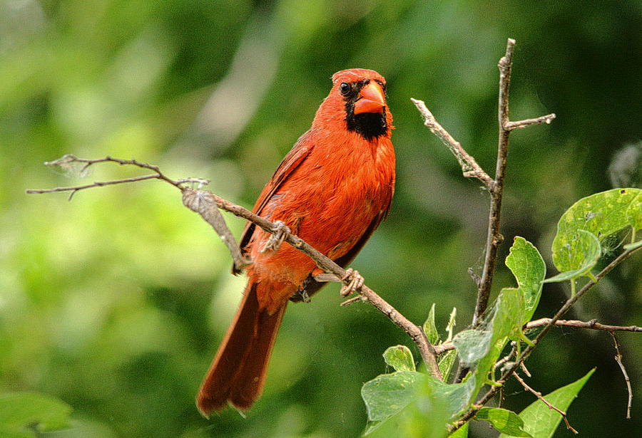 Northern Cardinal Portrait - 2 Photograph by Roy Williams - Fine Art ...