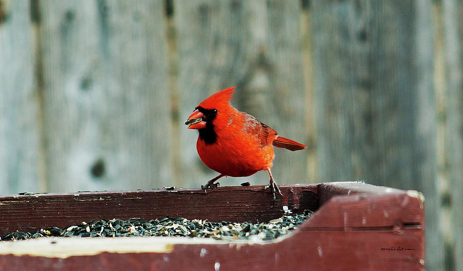 Northern Cardinal With A Mouthful Photograph by Ed Peterson