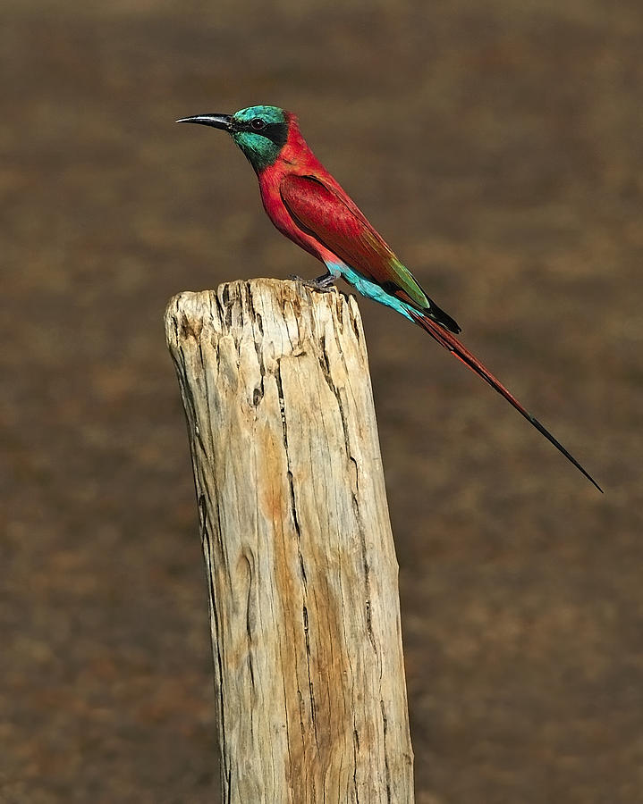 Northern Carmine Bee-eater Photograph by Tony Beck