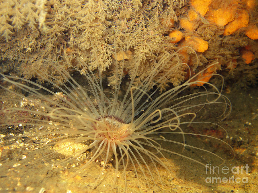 Northern Cerianthid Photograph by Ted Kinsman