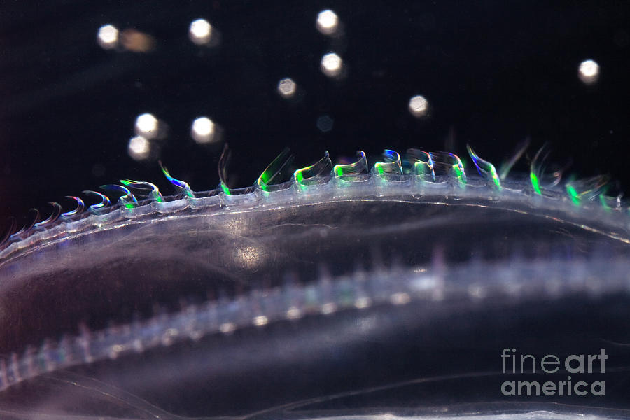 Animal Photograph - Northern Comb Jelly by Ted Kinsman