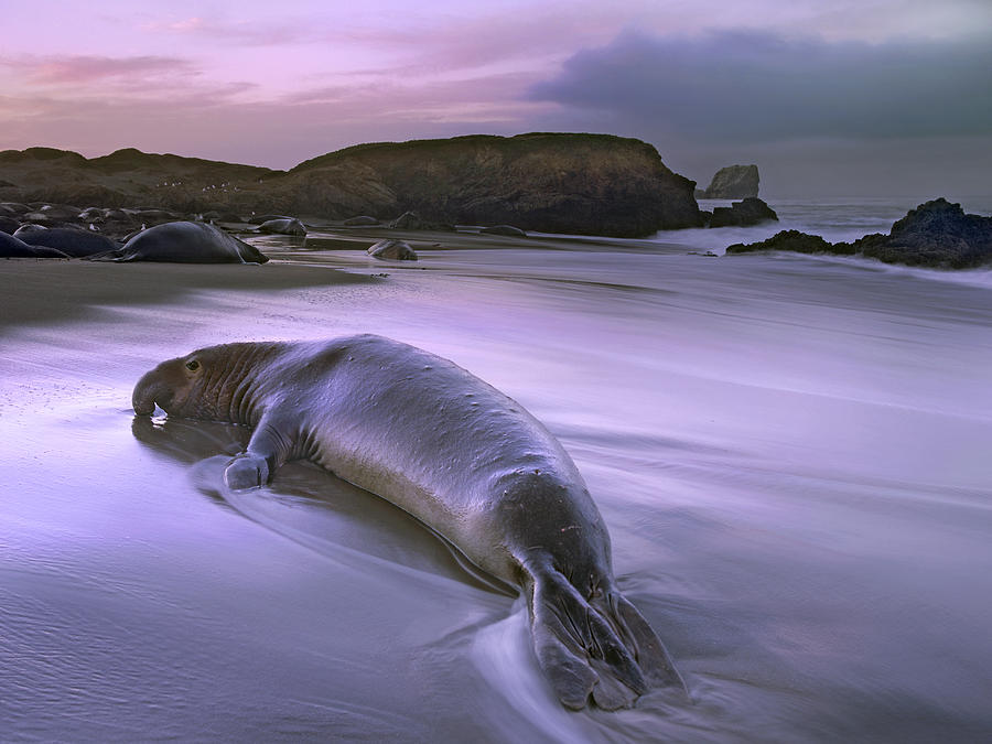 Northern Elephant Seal Bull Laying Photograph by Tim Fitzharris