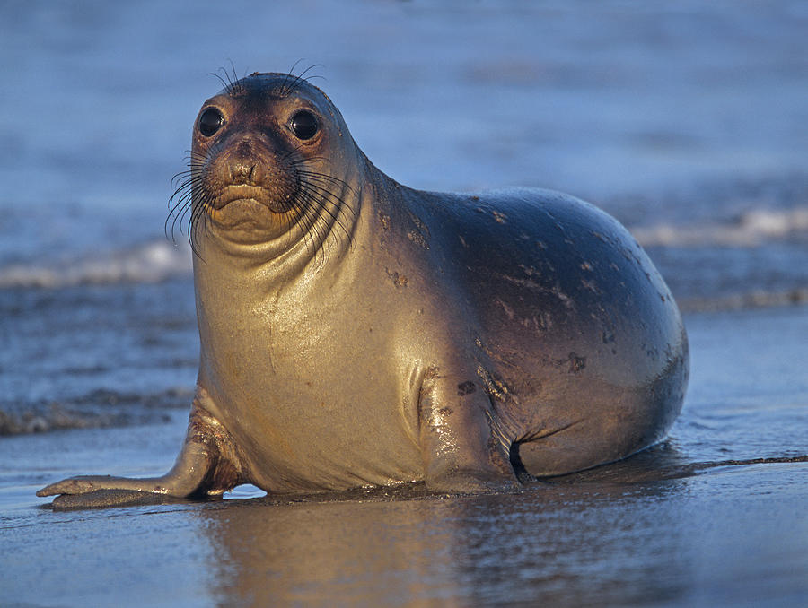 Northern Elephant Seal Female Laying Photograph by Tim Fitzharris