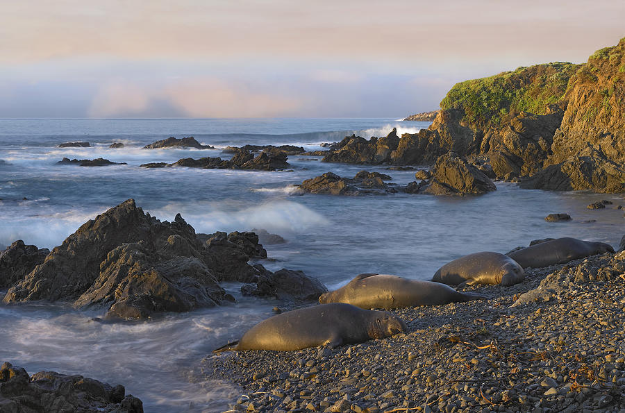 Northern Elephant Seal Group Resting Photograph by Tim Fitzharris