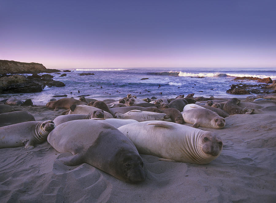 Northern Elephant Seal Juveniles Laying Photograph by Tim Fitzharris