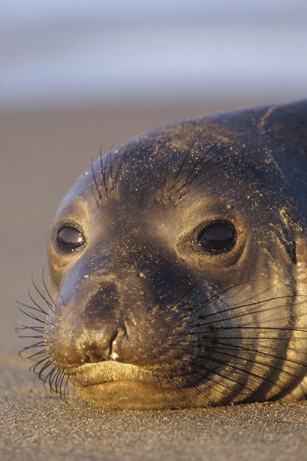 Northern Elephant Seal Portrait Photograph by Tim Fitzharris