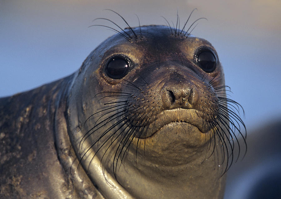Northern Elephant Seal Pup North America Photograph by Tim Fitzharris