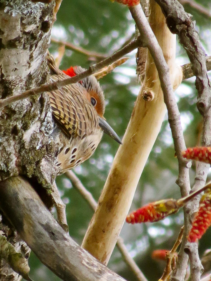 Northern Flicker Photograph by Azthet Photography