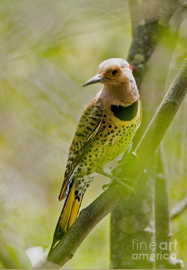 Northern Flicker Photograph by Jean A Chang