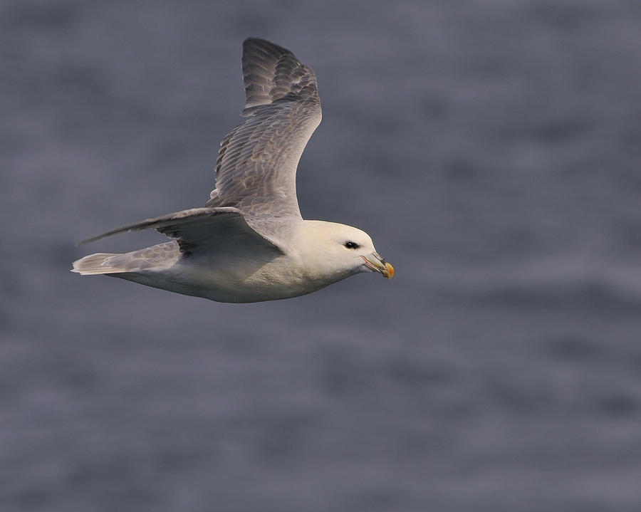 Northern Fulmar Photograph by Tony Beck