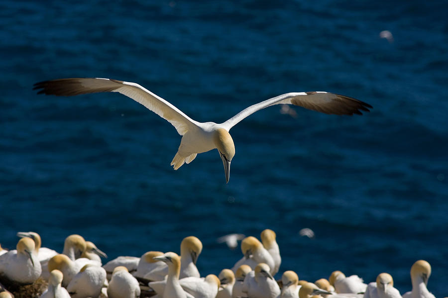 Northern Gannet In Flight, Cape St Photograph by John Sylvester