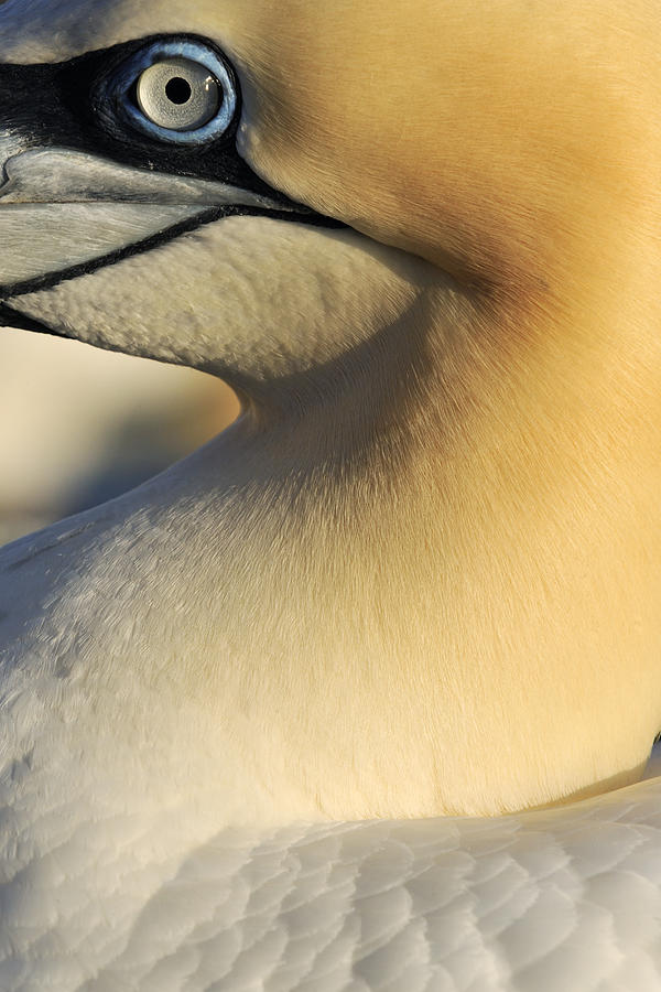 Northern Gannet Close-up Photograph by Jasper Doest