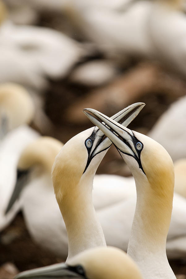 Animal Photograph - Northern Gannets Morus Bassanus Rubbing by Philippe Widling