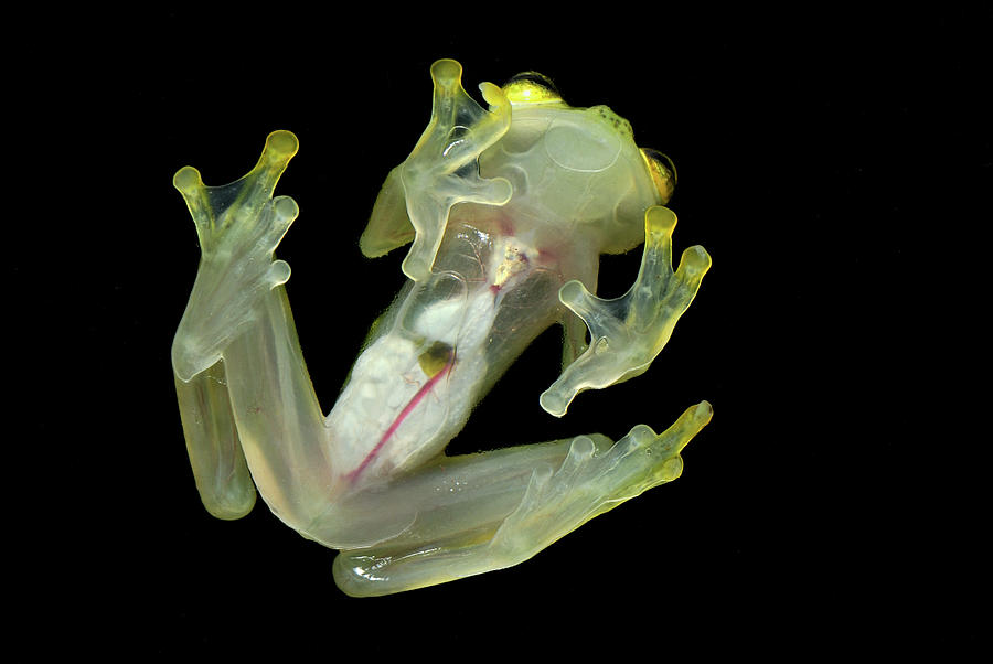 Amphibians Photograph - Northern Glassfrog Hyalinobatrachium by Thomas Marent