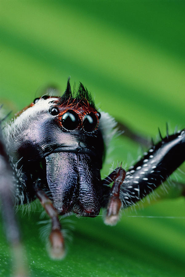 Northern Green Jumping Spider Mopsus Photograph by Mark Moffett